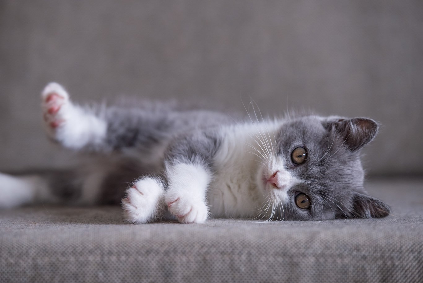 Best food for hot sale british shorthair kitten