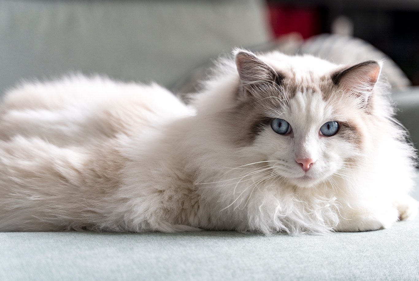 Feeding ragdoll clearance kittens