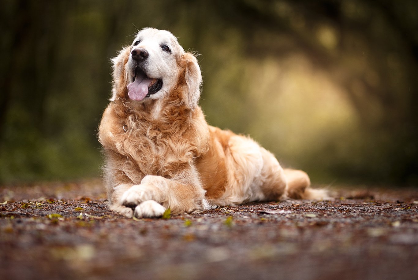 Best diet for a golden retriever best sale