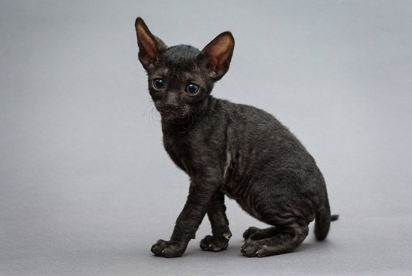 Find the right food for a Cornish Rex cat