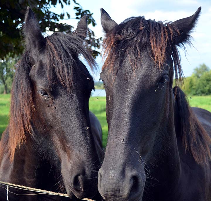 Gel anti-mouche cheval Clac Pharmakas - Equestra