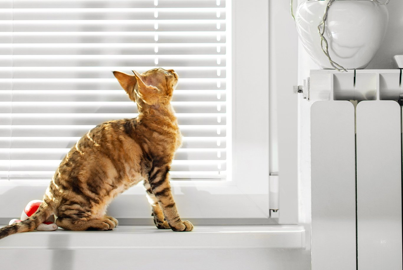 Find the right food for a Devon Rex cat