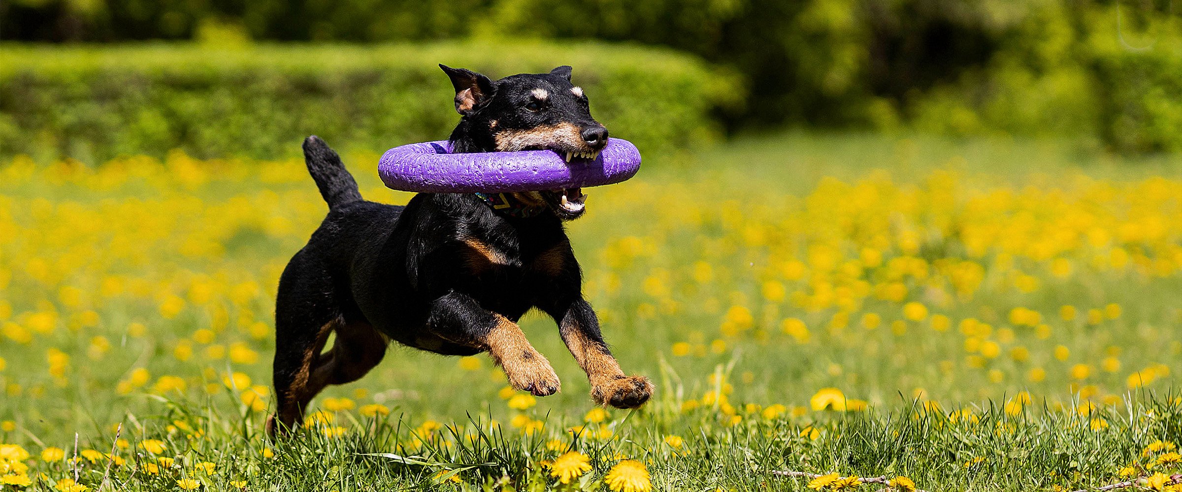 Jagdterrier-3