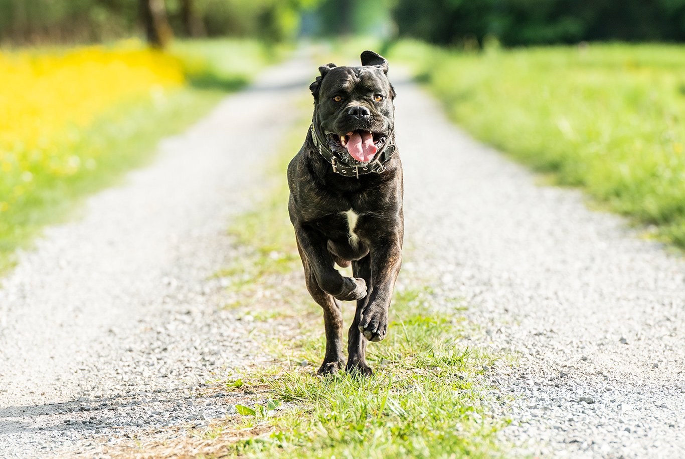 Cores padrão Cane Corso, São Paulo