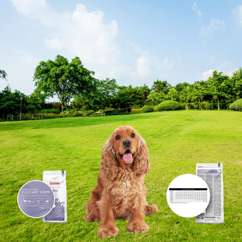 freepik__photo-a-brown-cocker-spaniel-dog-sits-in-a-grassy-__82590