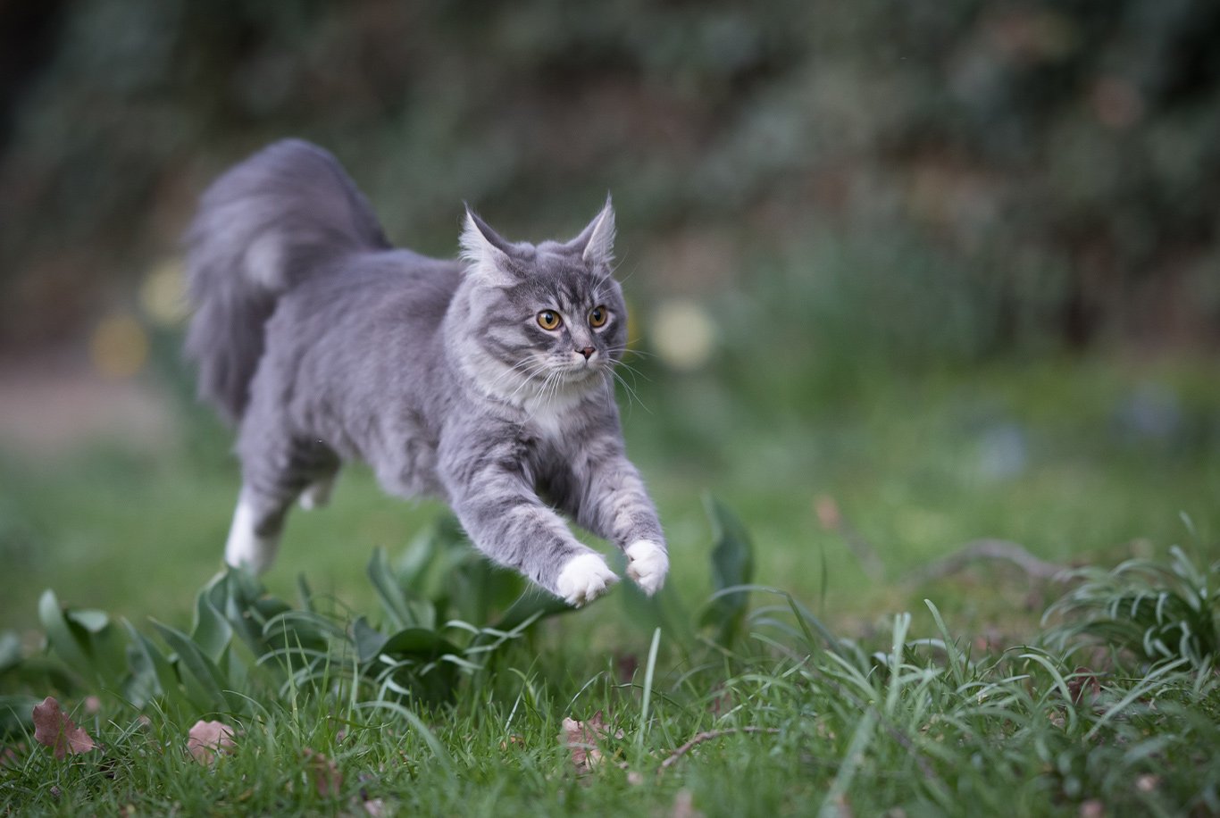 GATO CYMRIC: características e cuidados