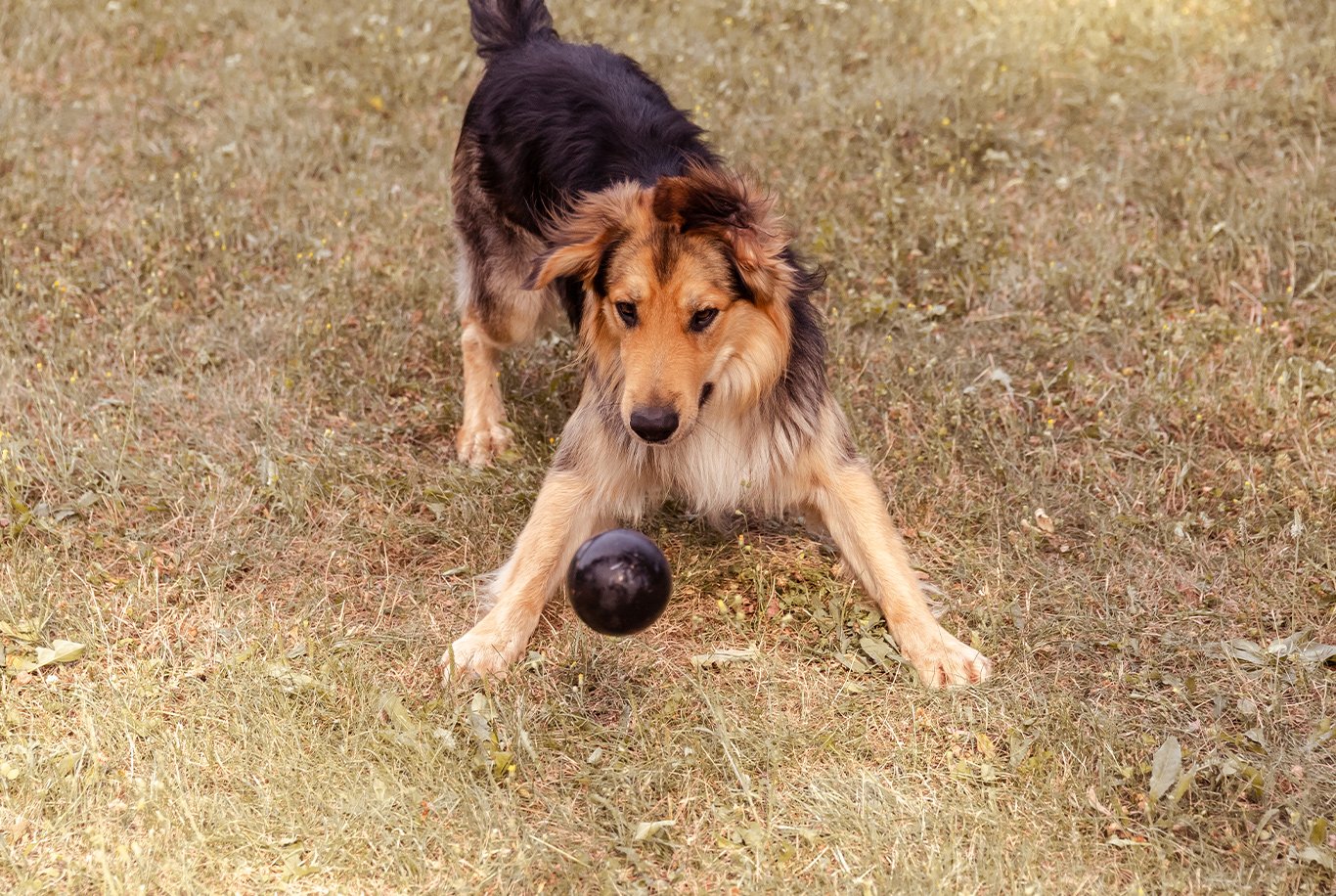 Balle à nourriture pour chien, en caoutchouc naturel