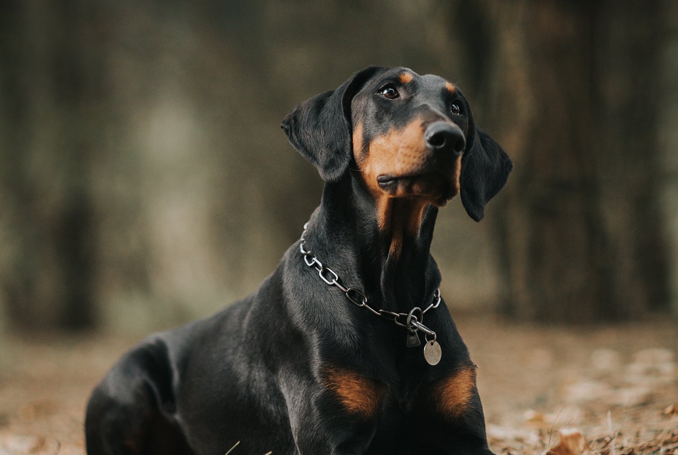 Find the right food for a Doberman