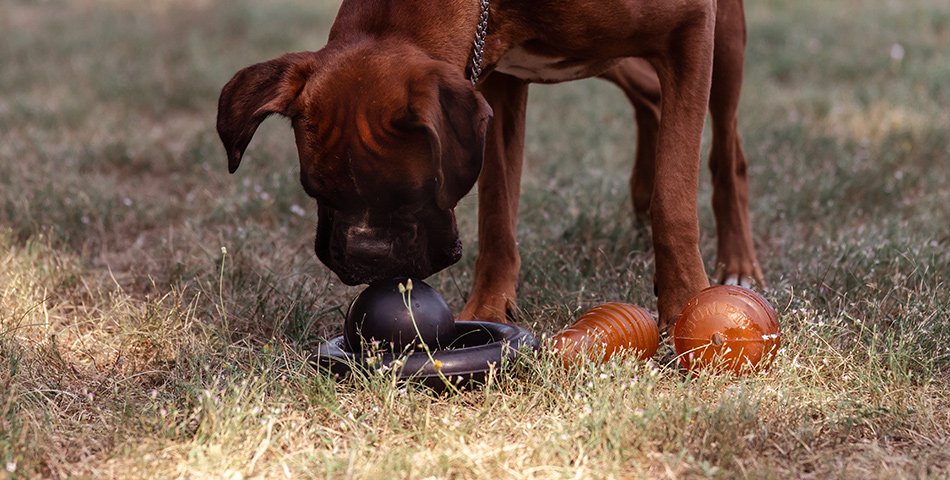 JSKWIKE 1 PCS Gioco Cane Giochi per Cani Giochi per Gatti con