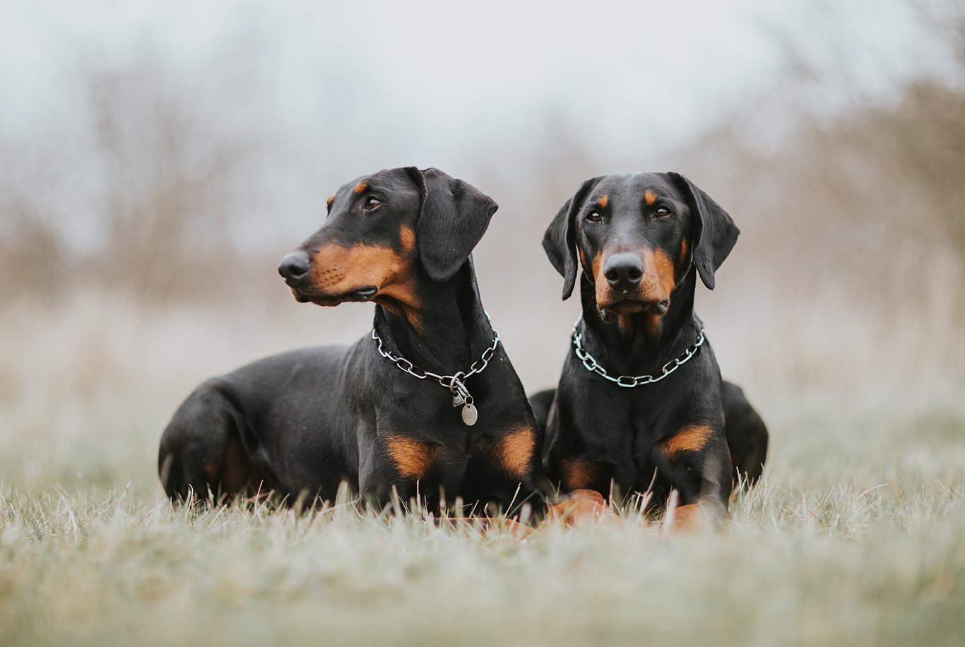 Qeni doberman sale