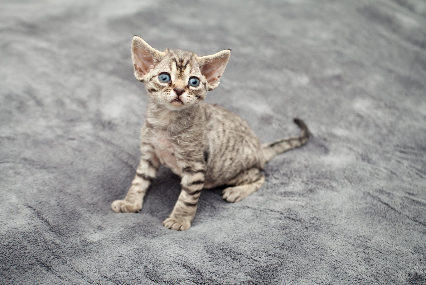 Find the right food for a Devon Rex cat