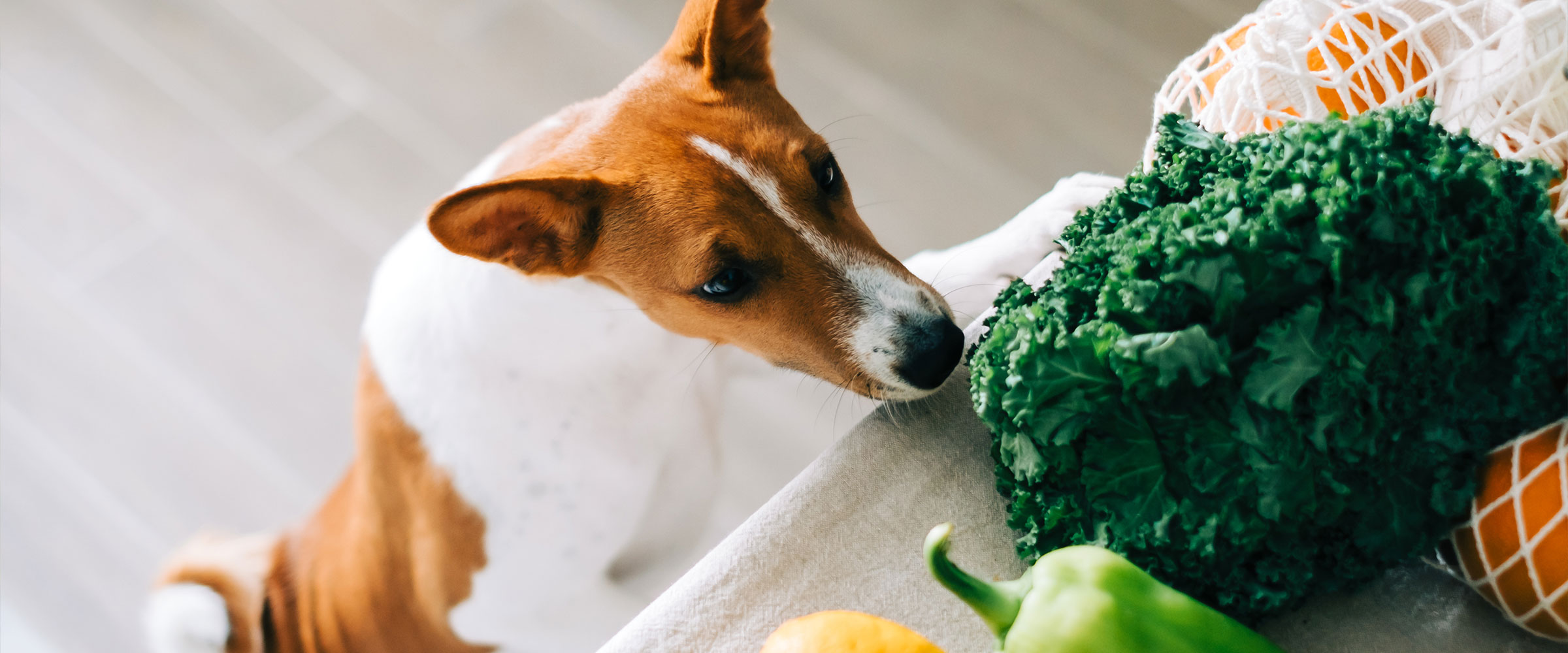 dog_and_parsley_3