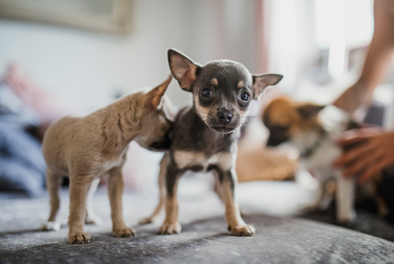 Healthy snacks for store chihuahuas