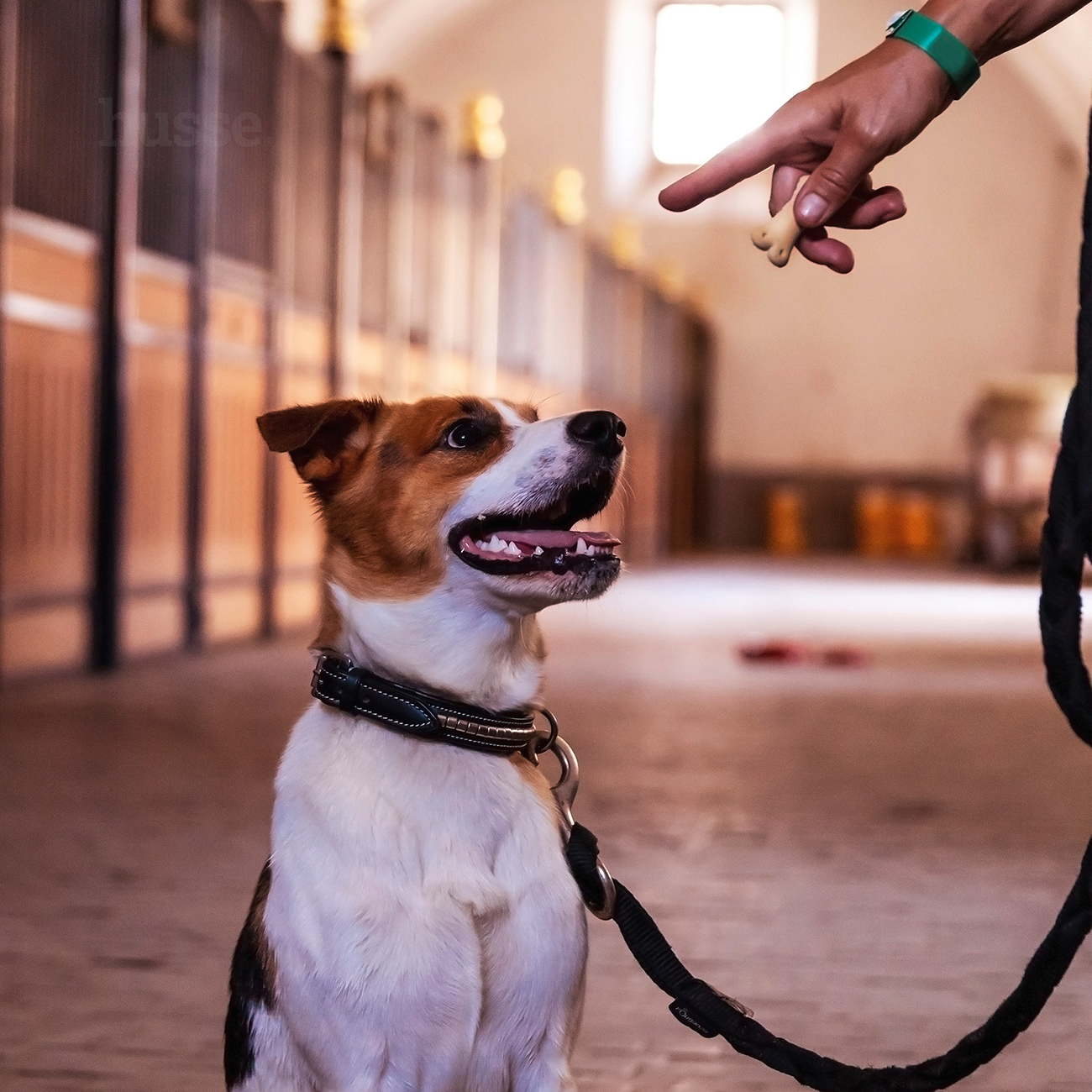 Biscuit os pour chiots 500g