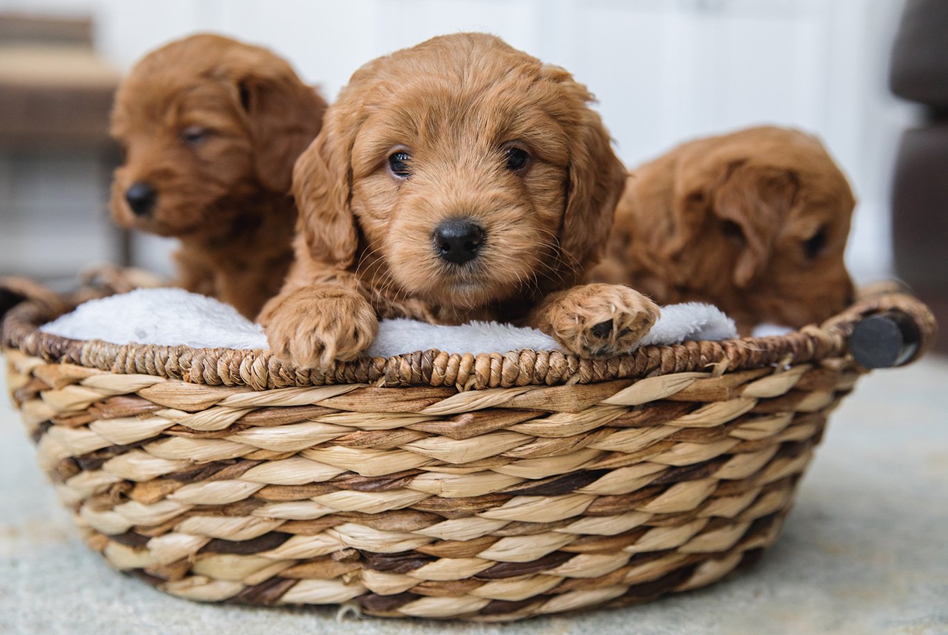 Cão de água espanhol: Uma opção perfeita para pessoas alérgicas •