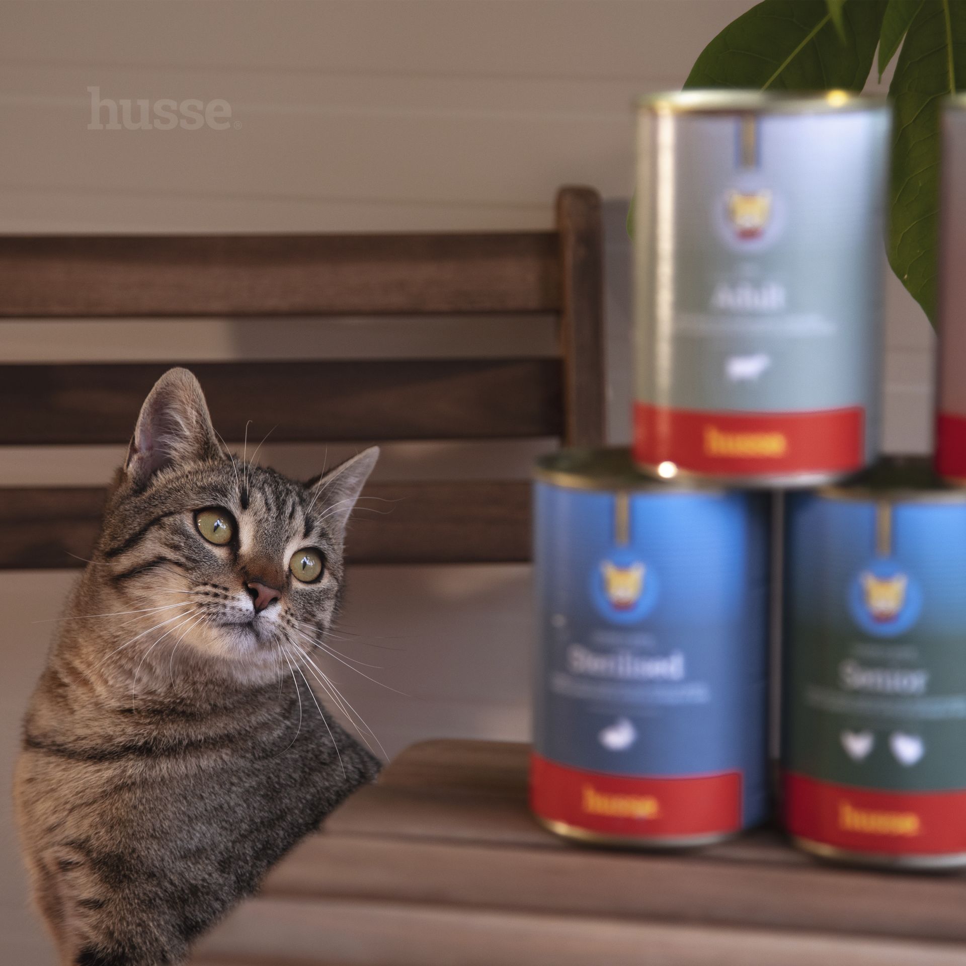 RDBK | beef for cats main image 0