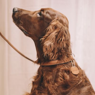 Stroll Collar, L | Adjustable dog collar Stroll Collar, L | Adjustable dog collar
